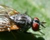Emmesomyia socia